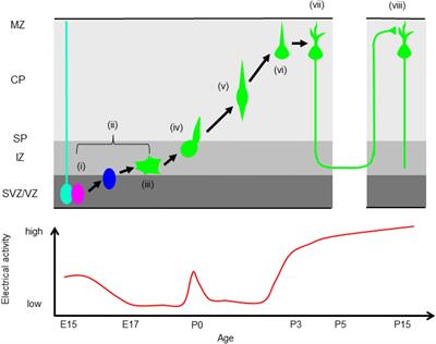 Orchestration of Ion Channels and Transporters in Neocortical Development and Neurological Disorders